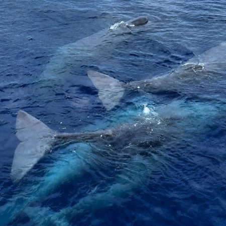 5 φάλαινες εμφανίστηκαν έξω από τη Λευκάδα σε ένα βίντεο που μοιάζει με όνειρο