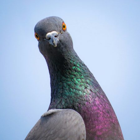 Βird conspiracy: Τα πουλιά φοβούνται τις γυναίκες και κανείς δεν ξέρει γιατί