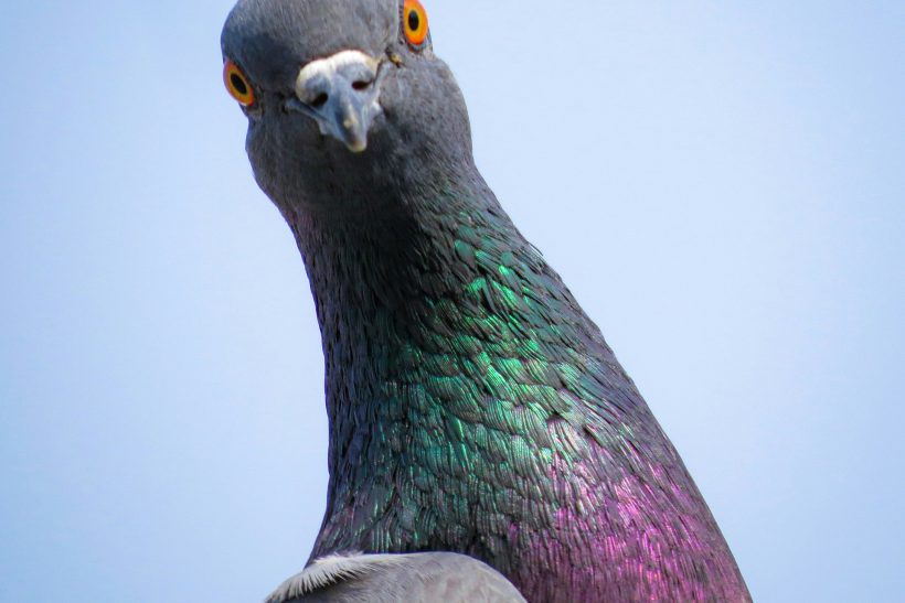 Βird conspiracy: Τα πουλιά φοβούνται τις γυναίκες και κανείς δεν ξέρει γιατί