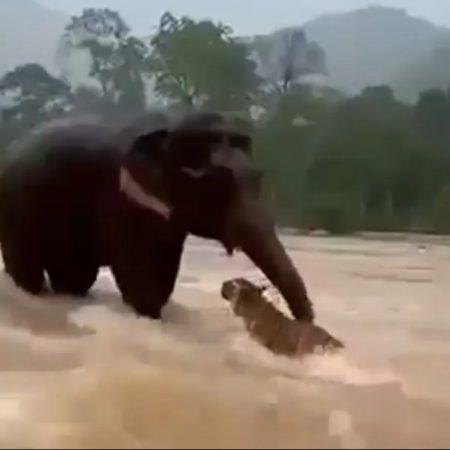 Viral βίντεο δείχνει ελέφαντα να σώζει τίγρη από πλημμύρα αλλά τα φαινόμενα απατούν