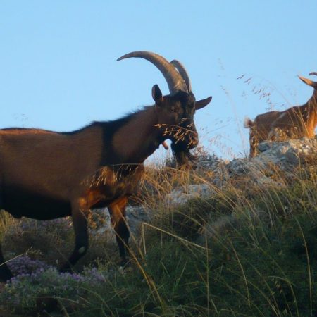 Παρέα στο Φαράγγι της Σαμαριάς έκανε BBQ με κρι-κρι και μιλάμε για μεγάλα φυντάνια