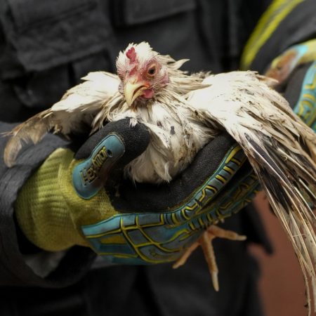 Πώς η Ισπανία δεν αφήνει τα ζώα να π3θάνουν από τις φ0νικές φωτιές