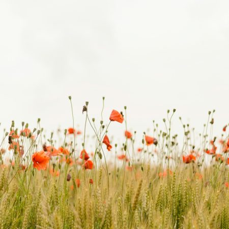 Tall Poppy Syndrome: Όταν πας να μειώσεις αυτόν που για κάποιο λόγο ξεχωρίζει