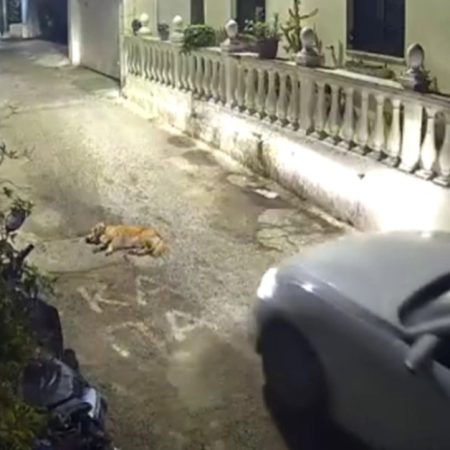 Γυναίκα στη Κέρκυρα πάτησε σκύλο ενώ αυτό κοιμόταν στο δρόμο